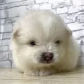 ポメラニアン