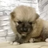 ポメラニアン【静岡県・男の子・2025年11月1日・オレンジ】の写真2