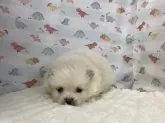 ポメラニアン【静岡県・男の子・2025年2月1日・クリーム】の写真3