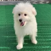 ポメプー(ポメラニアン×トイプードル)【静岡県・男の子・2025年6月26日・ホワイト】の写真5