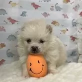 ポメラニアン【静岡県・男の子・2025年2月1日・クリーム】の写真5