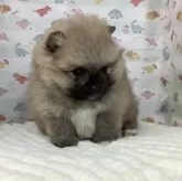 ポメラニアン【静岡県・女の子・2024年12月8日・オレンジセーブル】の写真5