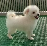 ポメプー(ポメラニアン×トイプードル)【静岡県・男の子・2025年6月26日・ホワイト】の写真6