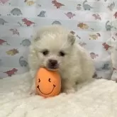 ポメラニアン【静岡県・男の子・2025年2月1日・クリーム】の写真6