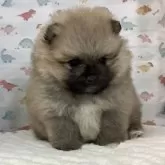 ポメラニアン【静岡県・女の子・2024年12月8日・オレンジセーブル】の写真6