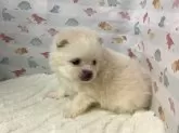 ポメラニアン【静岡県・男の子・2025年2月1日・クリーム】の写真7