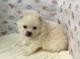 ポメラニアン【静岡県・男の子・2025年2月1日・クリーム】の写真9
