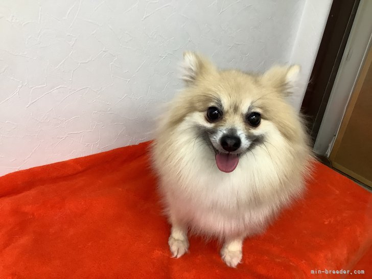 ポメラニアン【・女の子・2021年6月23日・オレンジセーブル】