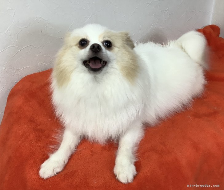 ポメラニアン【・女の子・2023年12月8日・ホワイト&amp;クリーム】