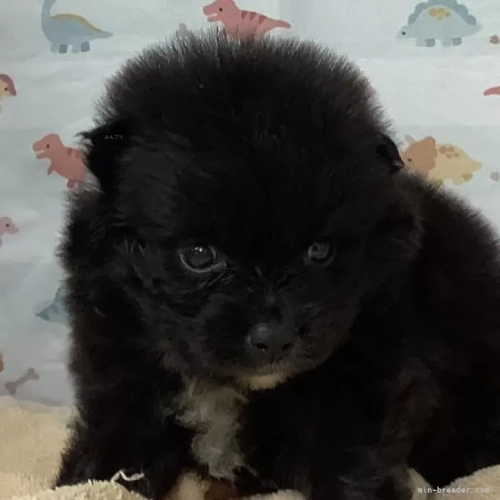 ID：2408-07469の子犬