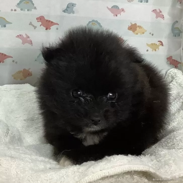 ID：2409-03789の子犬