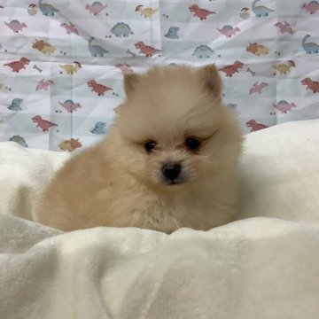 ポメラニアン【静岡県・男の子・2024年4月28日・クリーム】の写真「6/23販売終了です。会いに来てね♥️」