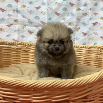 ポメラニアン【静岡県・男の子・2024年4月28日・ウルフセーブル】の写真「凛々しい男の子。6/23まで販売！！」