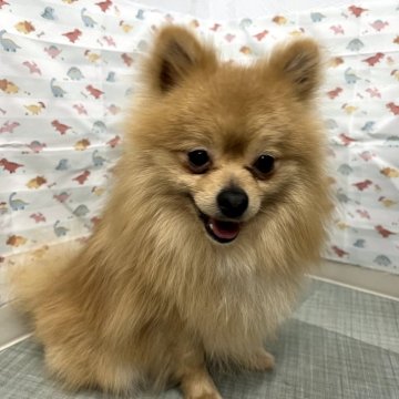 ポメラニアン【静岡県・男の子・2022年7月30日・オレンジ】の写真「活発で遊び好き✨」