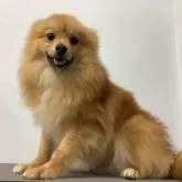 ポメラニアン【静岡県・男の子・2023年8月27日・オレンジセーブル】の写真1