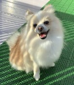 ポメラニアン【・女の子・2024年2月25日・クリーム&ホワイト】