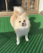 ポメラニアン【・女の子・2024年2月25日・クリーム&ホワイト】