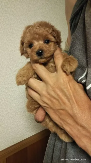 ID：2108-01599の子犬