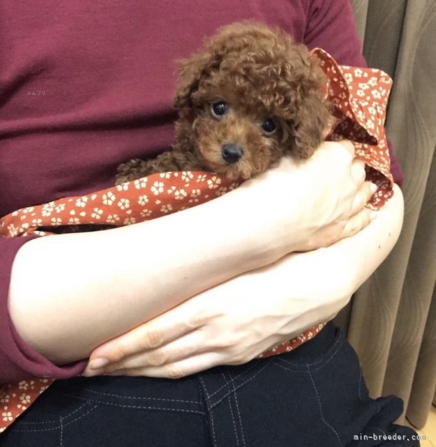 親犬愛ちゃん｜山西　長次(やまにし　ちょうじ)ブリーダー(神奈川県・トイプードルなど・JKC登録)の紹介写真6