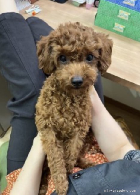 母犬彩ちゃん｜山西　長次(やまにし　ちょうじ)ブリーダー(神奈川県・トイプードルなど・JKC登録)の紹介写真7