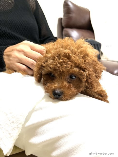 当犬舎生まれの癒し犬｜山西　長次(やまにし　ちょうじ)ブリーダー(神奈川県・トイプードルなど・JKC登録)の紹介写真8