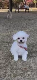 ポメビション(ポメラニアン×ビションフリーゼ)【神奈川県・女の子・2025年7月21日・白、ホワイト】の写真11