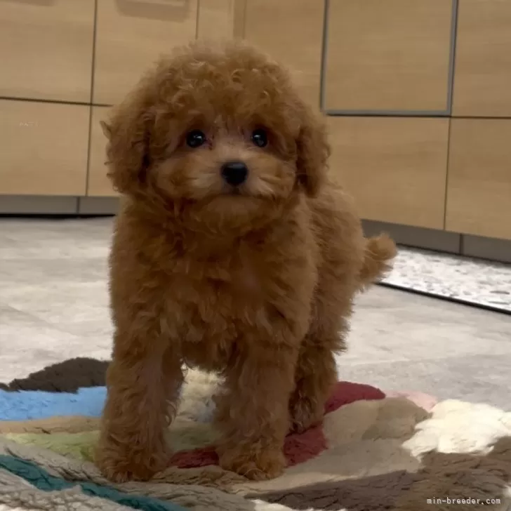 ID:2411-06700の子犬