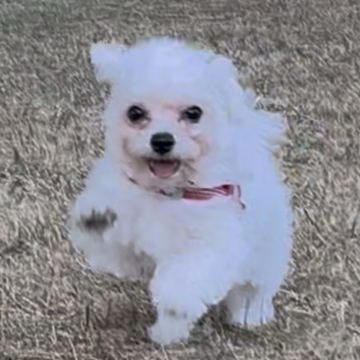 ポメビション(ポメラニアン×ビションフリーゼ)【神奈川県・女の子・2025年7月21日・白、ホワイト】の写真「短足・爆毛・マズル短め・目が大きいミニサイズの子。」