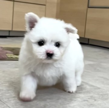 ミックス(ポメラニアン×ビションフリーゼ)【神奈川県・男の子・2025年4月17日・白】の写真「短足・爆毛のイケメンの子です、毛はふあふあ柔らか！」