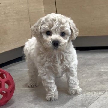 ビションプー(ビションフリーゼ×トイプードル)【神奈川県・男の子・2025年10月30日・クリーム】の写真「顔立ちがよく、短足で毛量が多く、穏やかで癒し系の男」