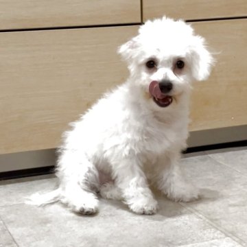 ポメビション(ポメラニアン×ビションフリーゼ)【神奈川県・女の子・2025年7月20日・白、ホワイト】の写真「短足・爆毛・目が大きい可愛い子です、」