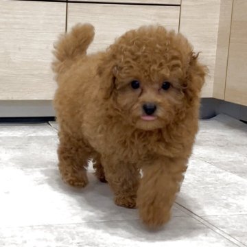 タイニープードル【神奈川県・男の子・2025年7月1日・レッド】の写真「顔立ちがよく、毛量が多く、穏やかで癒し系の男の子」