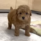 タイニープードル