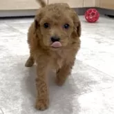 トイプードル(トイ)