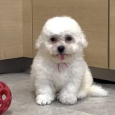 ポメビション(ポメラニアン×ビションフリーゼ)