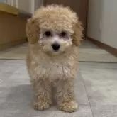 タイニープードル