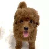 タイニープードル