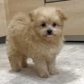 ポメプー(ポメラニアン×トイプードル)【神奈川県・女の子・2025年7月18日・アプリコット】の写真1