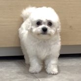 ビションプー(ポメラニアン×ビションフリーゼ)