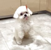 ポメビション(ポメラニアン×ビションフリーゼ)