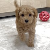 トイプードル(タイニー)