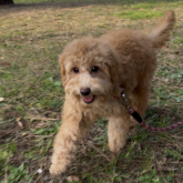 トイプードル(トイ)