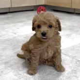 トイプードル(トイ)