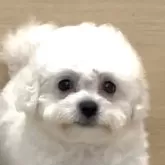 ビションプー(ポメラニアン×ビションフリーゼ)【神奈川県・女の子・2025年7月20日・白、ホワイト、クリーム】の写真1