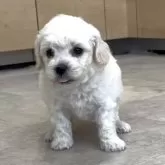 ビションプー(ビションフリーゼ×トイプードル)【神奈川県・男の子・2025年10月30日・白】の写真1