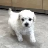 ビションプー(ビションフリーゼ×トイプードル)【神奈川県・男の子・2025年10月30日・白】の写真2