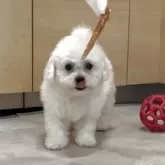 ビションプー(ポメラニアン×ビションフリーゼ)【神奈川県・女の子・2025年7月20日・白、ホワイト、クリーム】の写真2