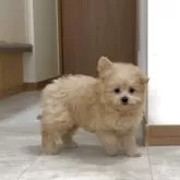 ポメプー(ポメラニアン×トイプードル)【神奈川県・女の子・2025年7月18日・アプリコット】の写真3