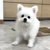 ポメプー(ポメラニアン×トイプードル)【神奈川県・女の子・2025年4月17日・白  ホワイト】の写真3