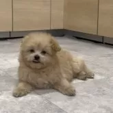 ポメプー(ポメラニアン×トイプードル)【神奈川県・女の子・2025年7月18日・アプリコット】の写真5